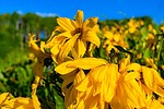 photo thumbnail #13