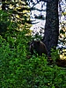 2024-06-25 :3: Delta Lake - Grand Teton :: mikemcg