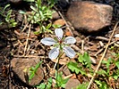 2024-07-09 :1: General Crook Trail V62-V71 :: kingsnake