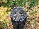 photo thumbnail #15