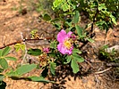2024-07-09 :1: General Crook Trail V62-V71 :: kingsnake