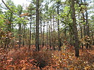 photo thumbnail #3
