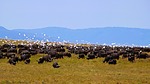 2024-07-12 :: Maasai Mara National Reserve :: gummo