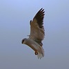 photo thumbnail #15