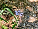 2024-07-17 :1: Mint Spring Trail #20 :: kingsnake