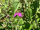 2024-07-17 :1: Mint Spring Trail #20 :: kingsnake
