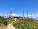 2024-07-17 :1: Mint Spring Trail #20 :: kingsnake