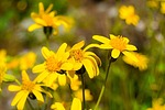 photo thumbnail #11