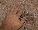 photo thumbnail #8
