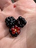 photo thumbnail #10