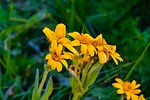 photo thumbnail #13