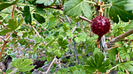 photo thumbnail #11