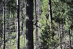 2024-08-15 :3: Lemmon Creek Aspen Trail loo :: markthurman53
