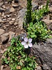 2024-08-17 :2: Escudilla Trail :: Vashti