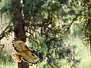 2024-05-27 :2: Hidden Lake Trail :: outdoor_lover