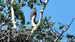 2024-08-14 :2: Scoville Point via Stoll Loop Trail - IRNP :: The_Eagle