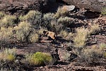 2024-09-02 :: Holbrook Weekend :: Petrophile