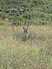 2024-08-31 :3: Rustler Park to Cima Cabin :: Jackluminous