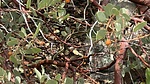 photo thumbnail #14