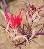 2024-09-19 :1: Reavis Ranch via 109 South :: joebartels