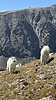 2024-09-19 :2: Quandary Peak - East Ridge :: LindaAnn