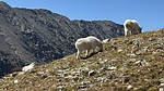 2024-09-19 :2: Quandary Peak - East Ridge :: LindaAnn
