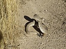 photo thumbnail #14
