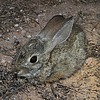 2024-09-22 :2: Meridian Washes :: gummo