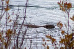 2024-09-29 :2: Brighton Lakes Trail :: gummo