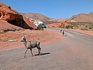 2024-10-02 :3: Valley of Fire :: pseudalpine