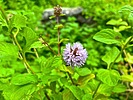 photo thumbnail #12