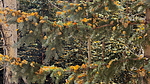 photo thumbnail #6