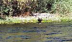 2024-10-13 :1: Salt River - Saguaro Lake to Granite Reef :: The_Eagle