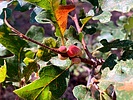 photo thumbnail #6