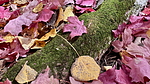 photo thumbnail #6