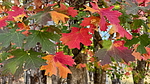 photo thumbnail #12