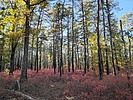 photo thumbnail #12