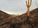 photo thumbnail #12