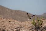 2024-10-24 :2: Boyce Thompson :: Tortoise_Hiker