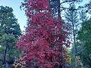 2024-10-24 :3: Hardscrabble Mesa Loop :: DixieFlyer