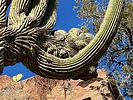 photo thumbnail #15