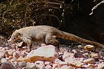 2024-10-28 :2: Tonto Natural Bridge :: gummo