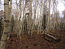 photo thumbnail #15