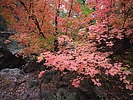 photo thumbnail #10