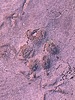 photo of comment