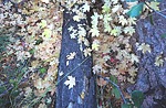 photo thumbnail #6
