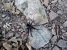 photo thumbnail #6