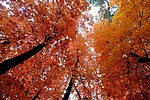 photo thumbnail #12