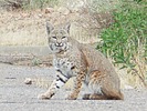 2024-11-16 :2: Cholla Campground :: DbleDutch
