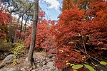 photo thumbnail #4